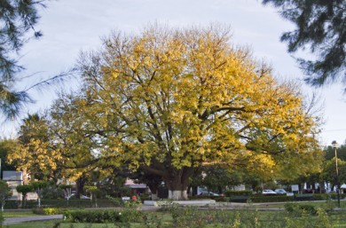 El árbol como patrimonio de la ciudad